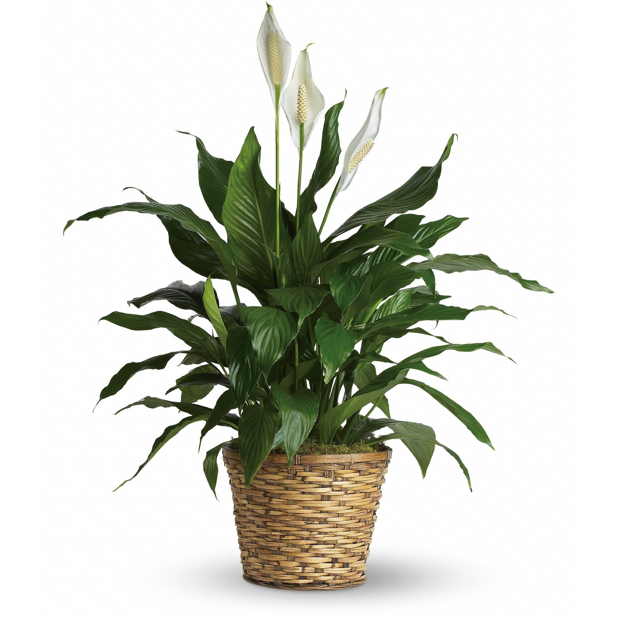 Peace Lily - Medium