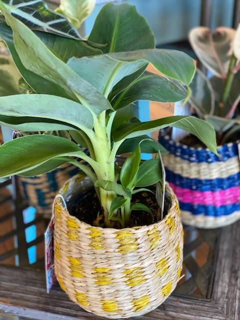 Tropical Boho