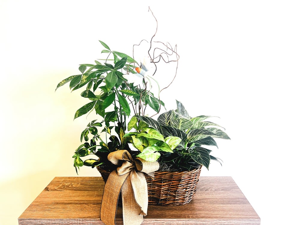 Large Mixed Dishgarden Flower Bouquet