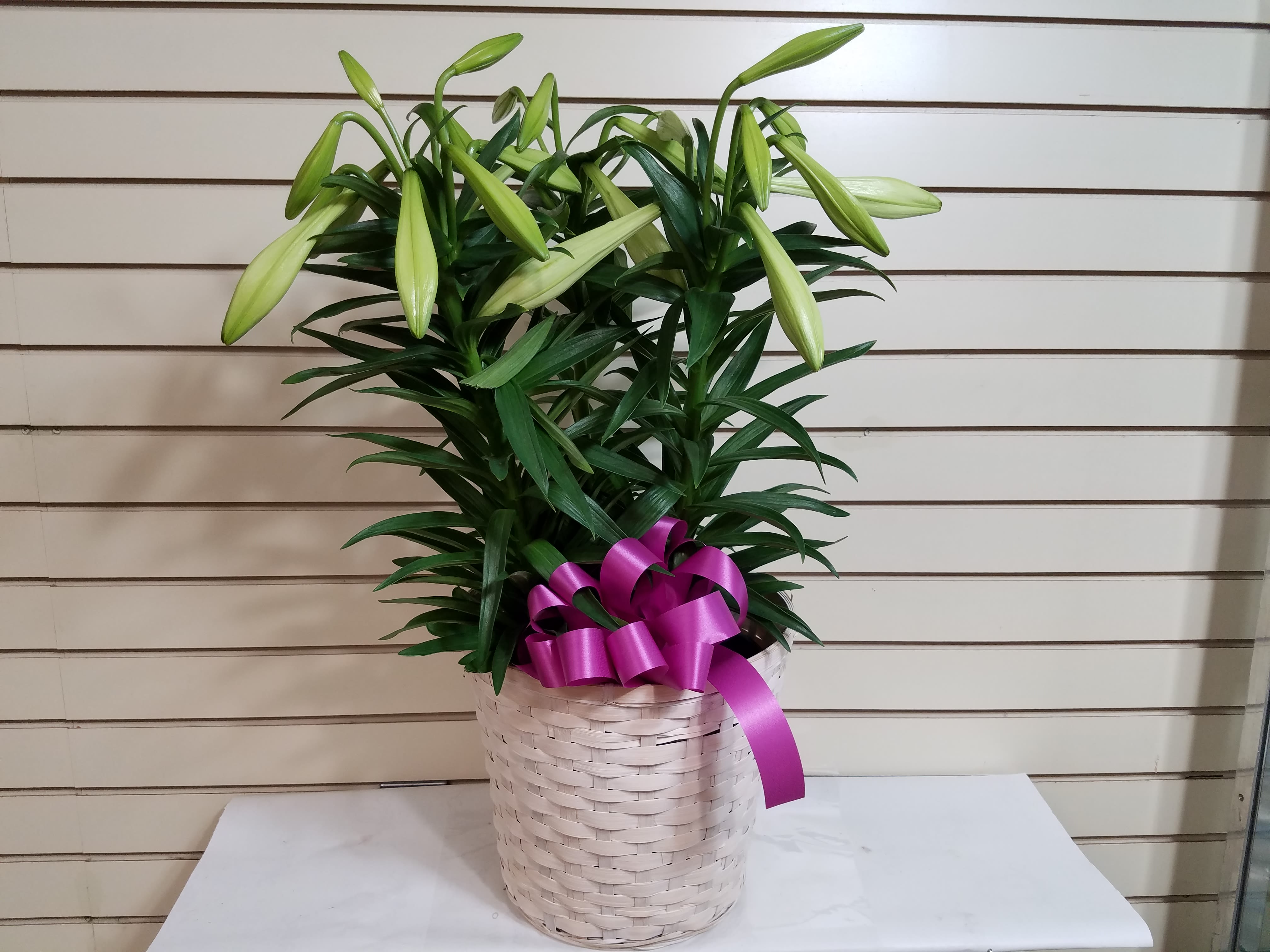 Easter Lily Doubled Stemmed