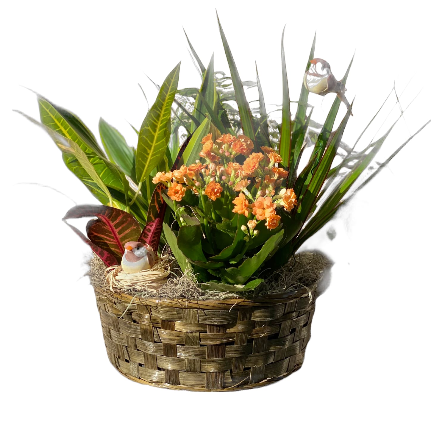 Bird Basket Dish Garden