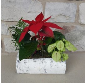 Christmas Poinsettia Birch Planter