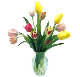 Field of Tulips Dream