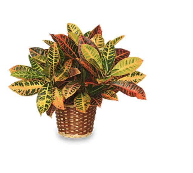 Croton Plant Flower Bouquet