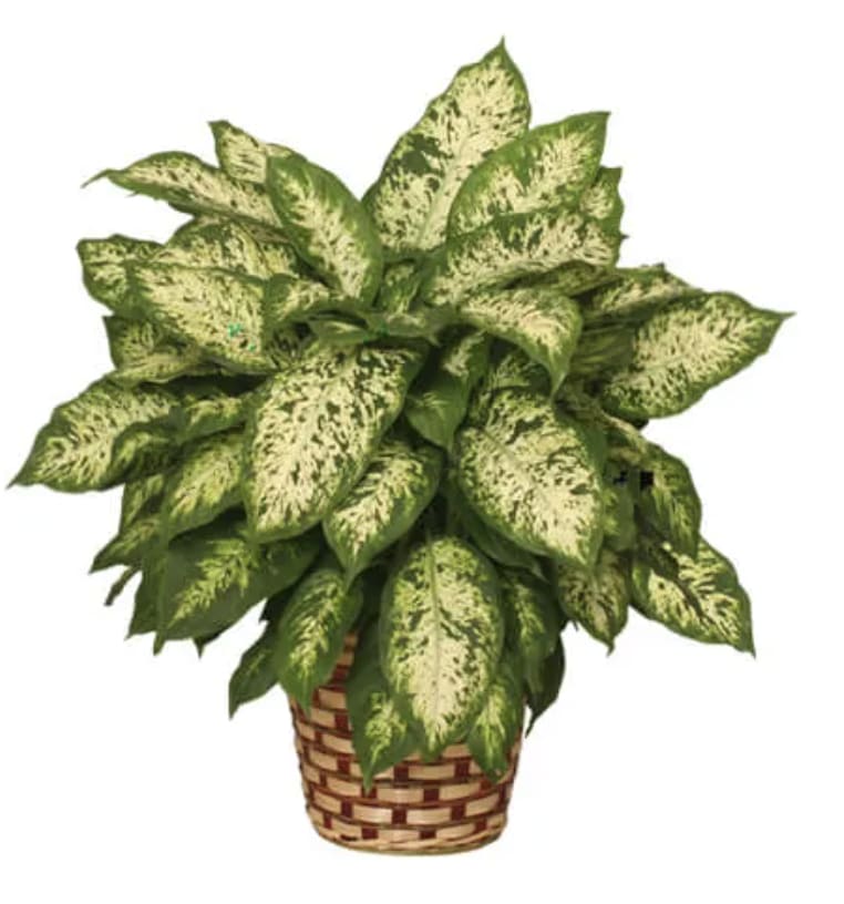 Dieffenbachia Plant