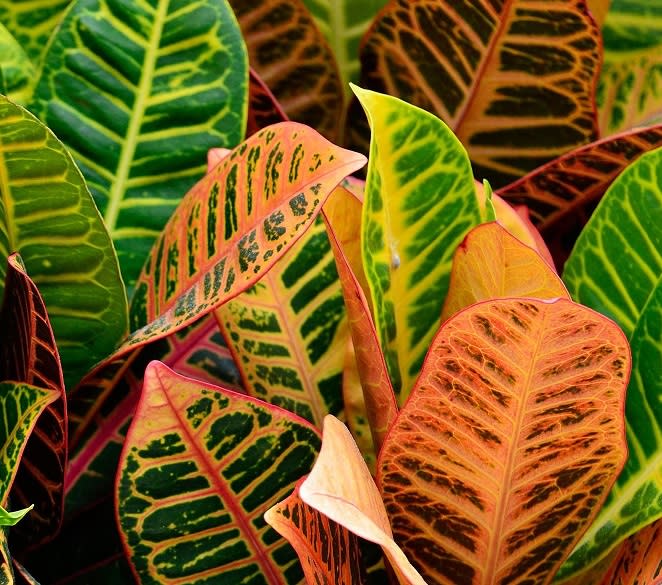 Croton Plant