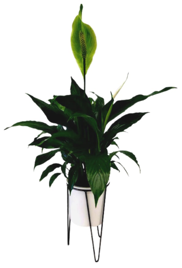 Peace Lily in a White Modern Plant Stand PL-968