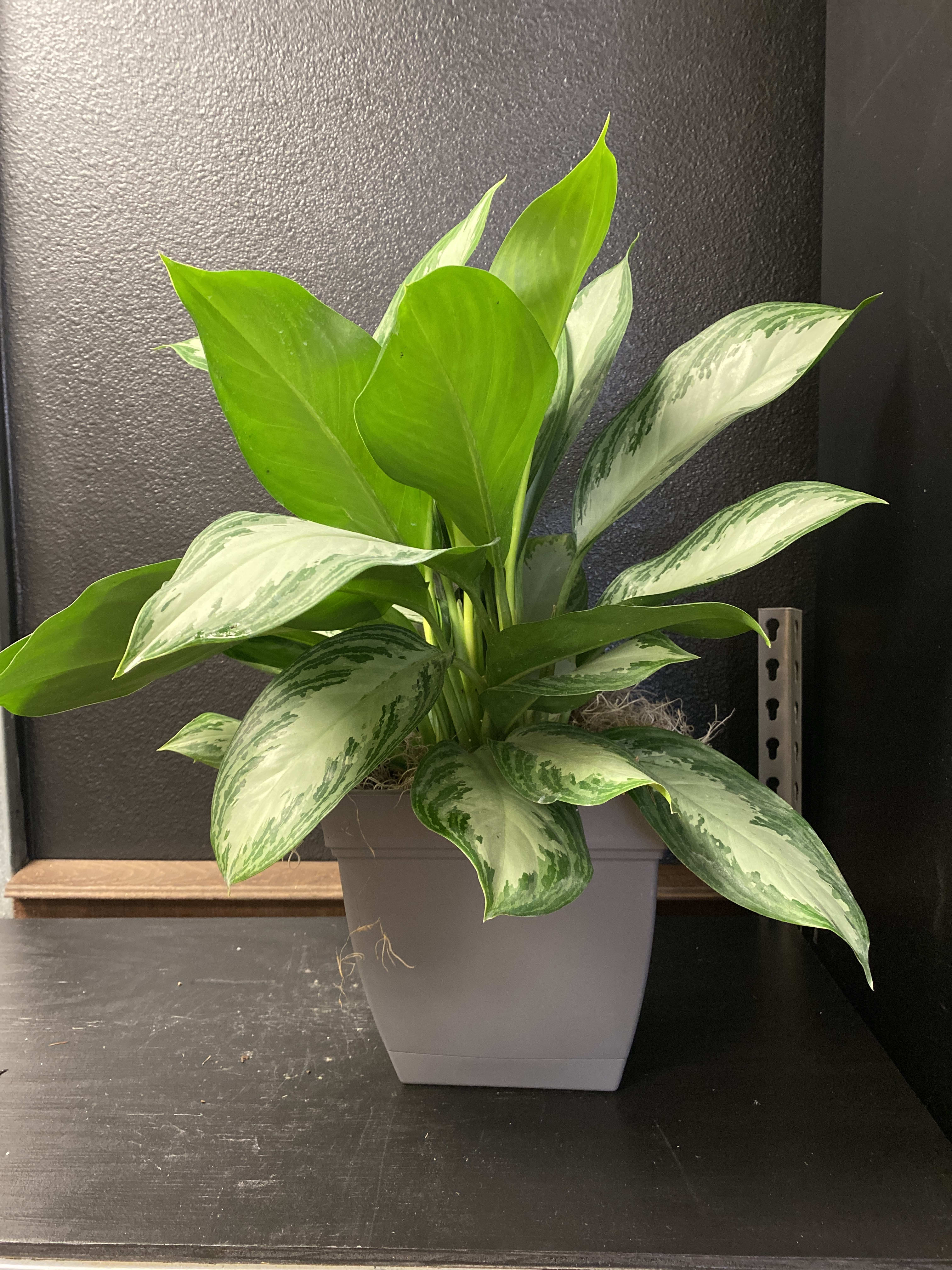Chinese Evergreen