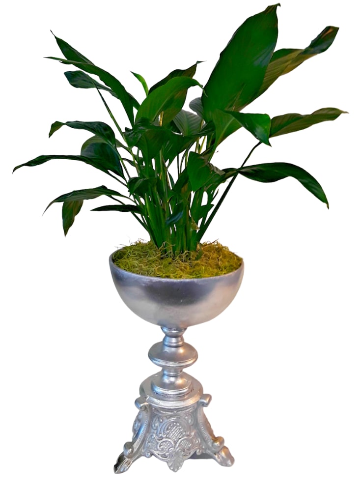 Spathiphyllum in Lavelle Compote PL-951 *ONLY 2 LEFT*