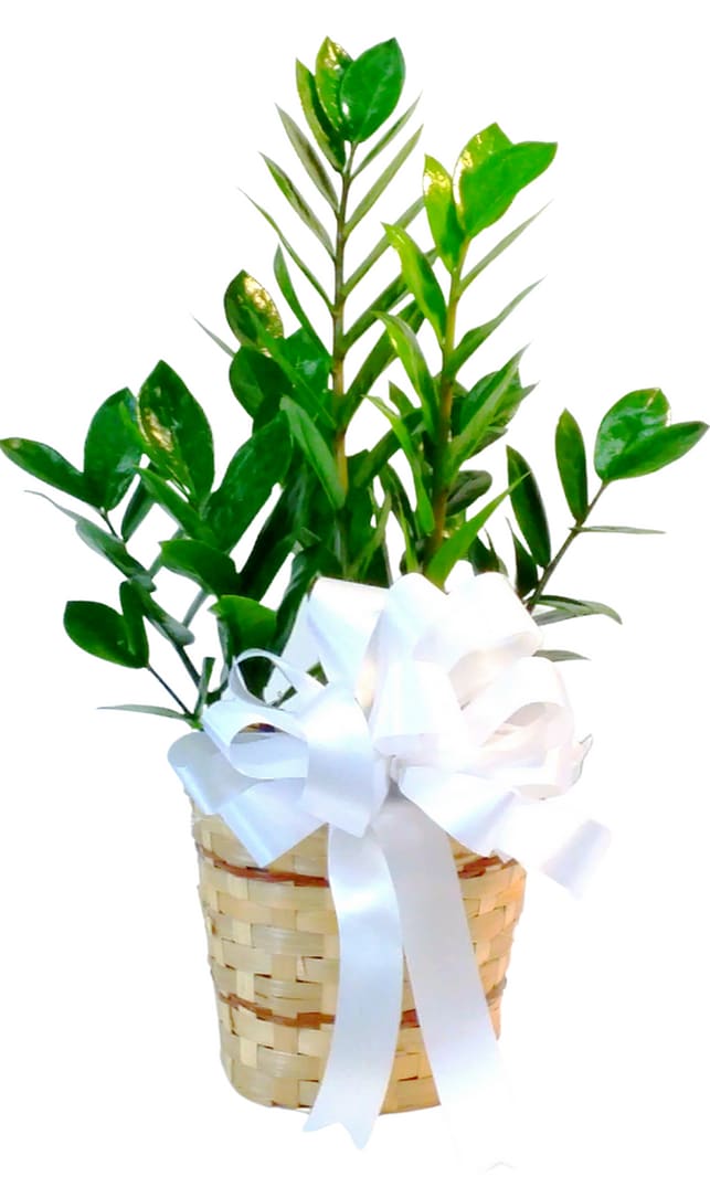 ZZ Plant in a 6" Basket PL-912