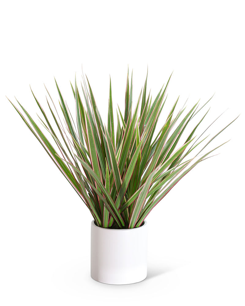 Dracaena Marginata Tri Color