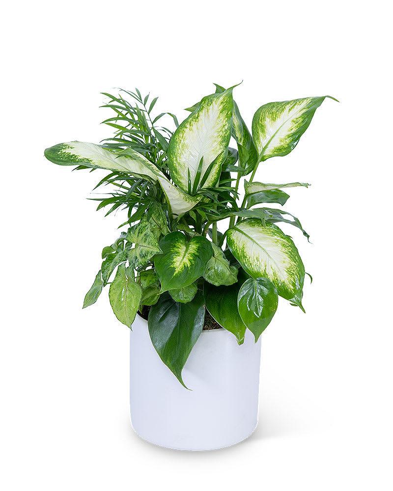 Mixed Planter Flower Bouquet