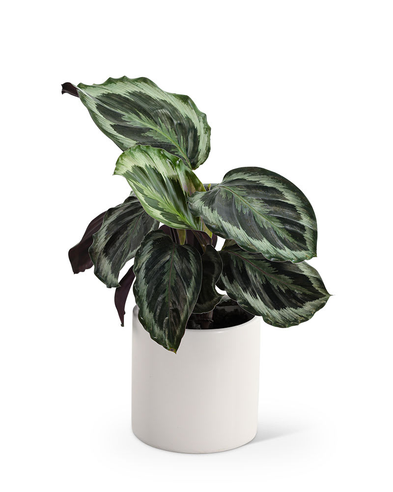 Calathea Plant Flower Bouquet