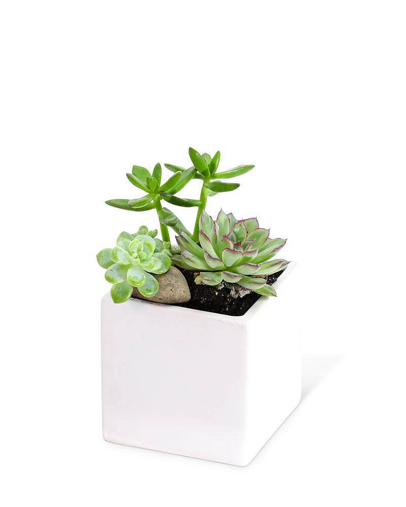 Small Succulent Garden