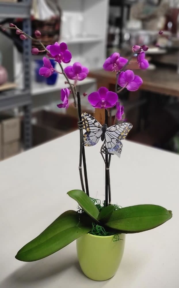 Small Beautiful Purple Orchid