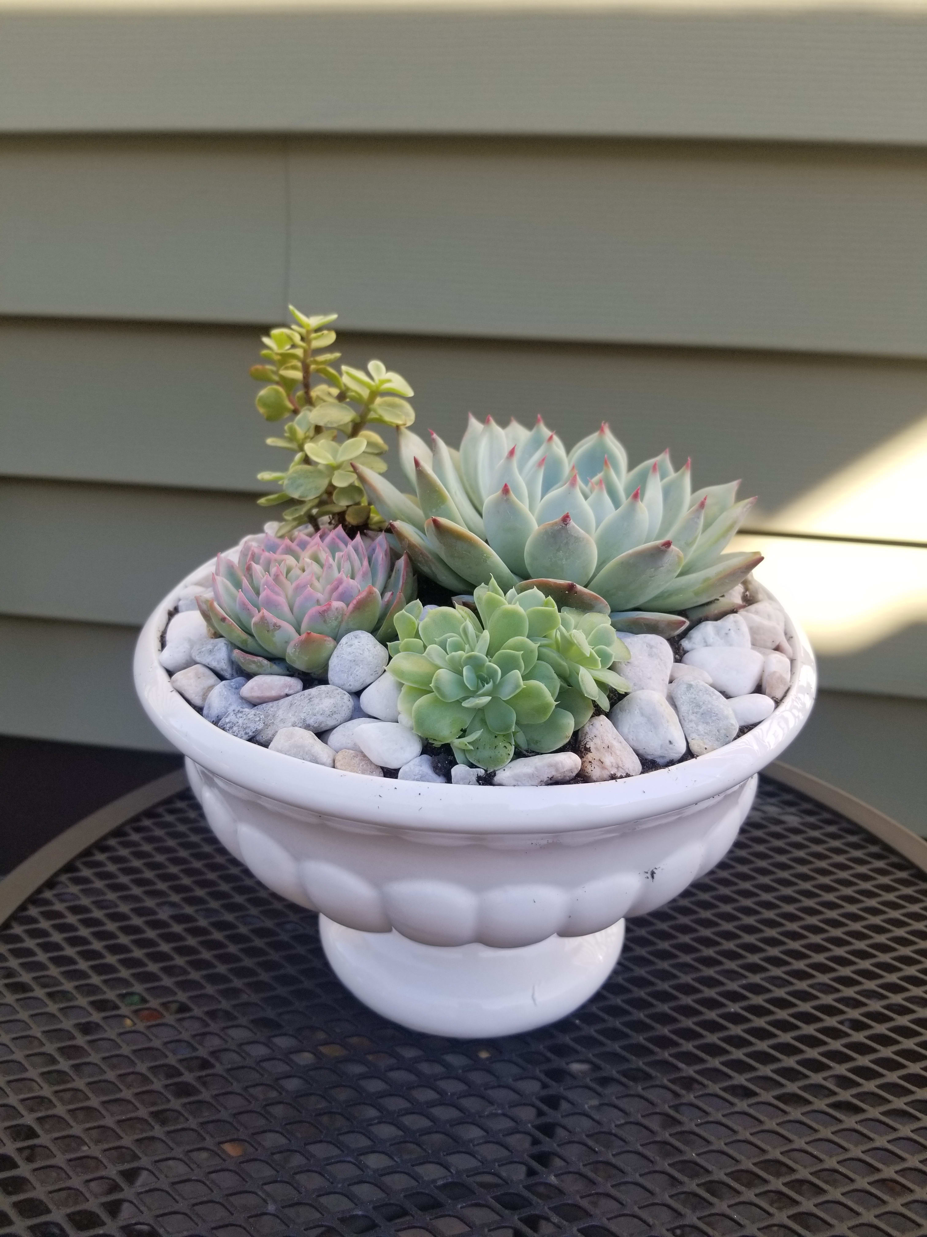 Elevated Succulent Garden