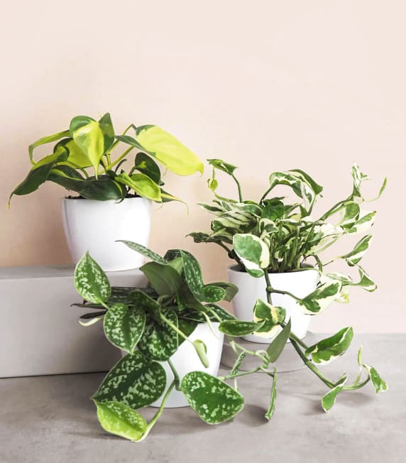 Cascading Plant Collection