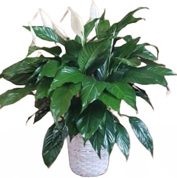 Peace Lily Basket Planter
