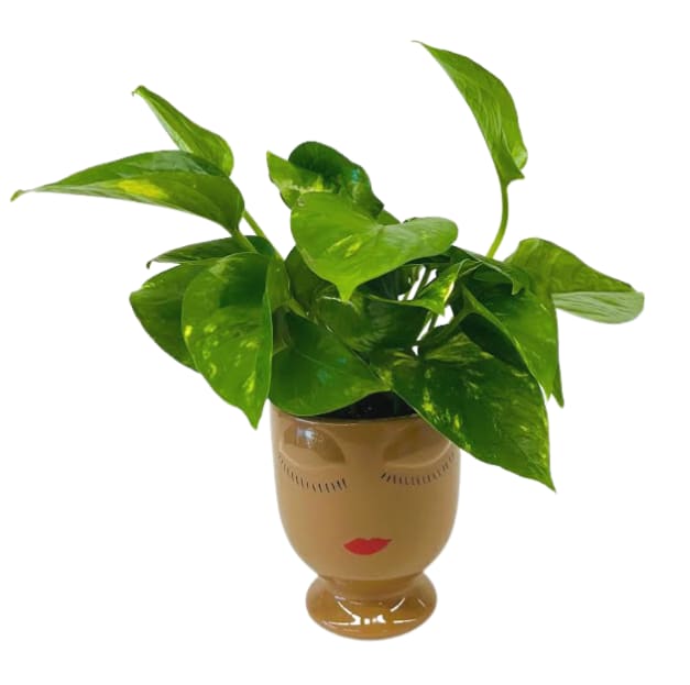 Caramel Celfie Plant PL-972