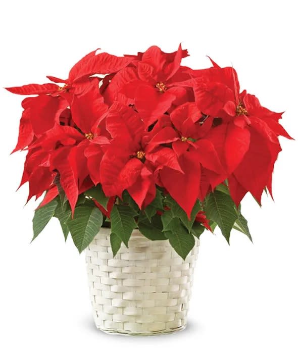 Christmas Poinsettia Plant Flower Bouquet
