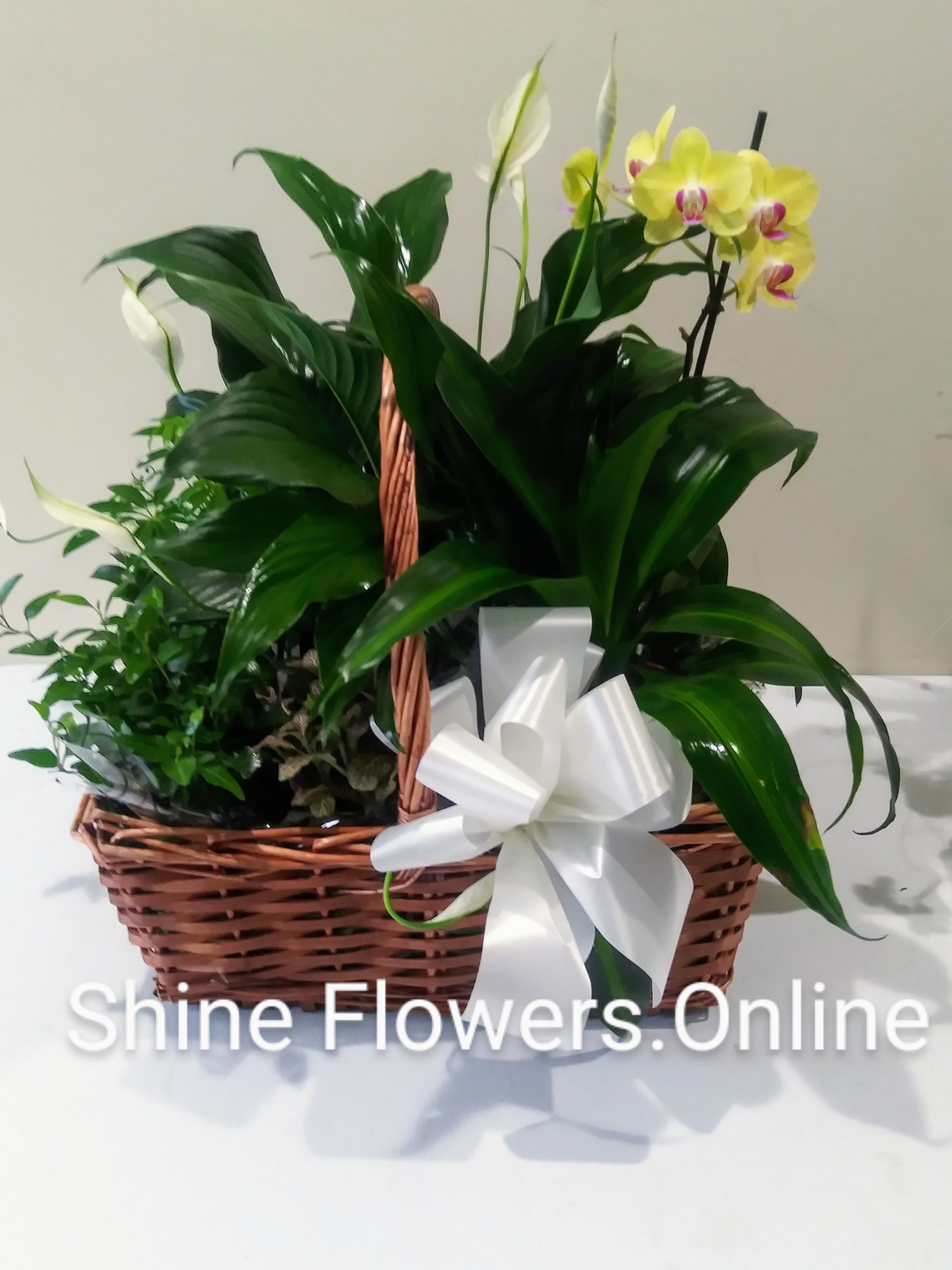 LARGE ORCHID PLANT EURO BASKET