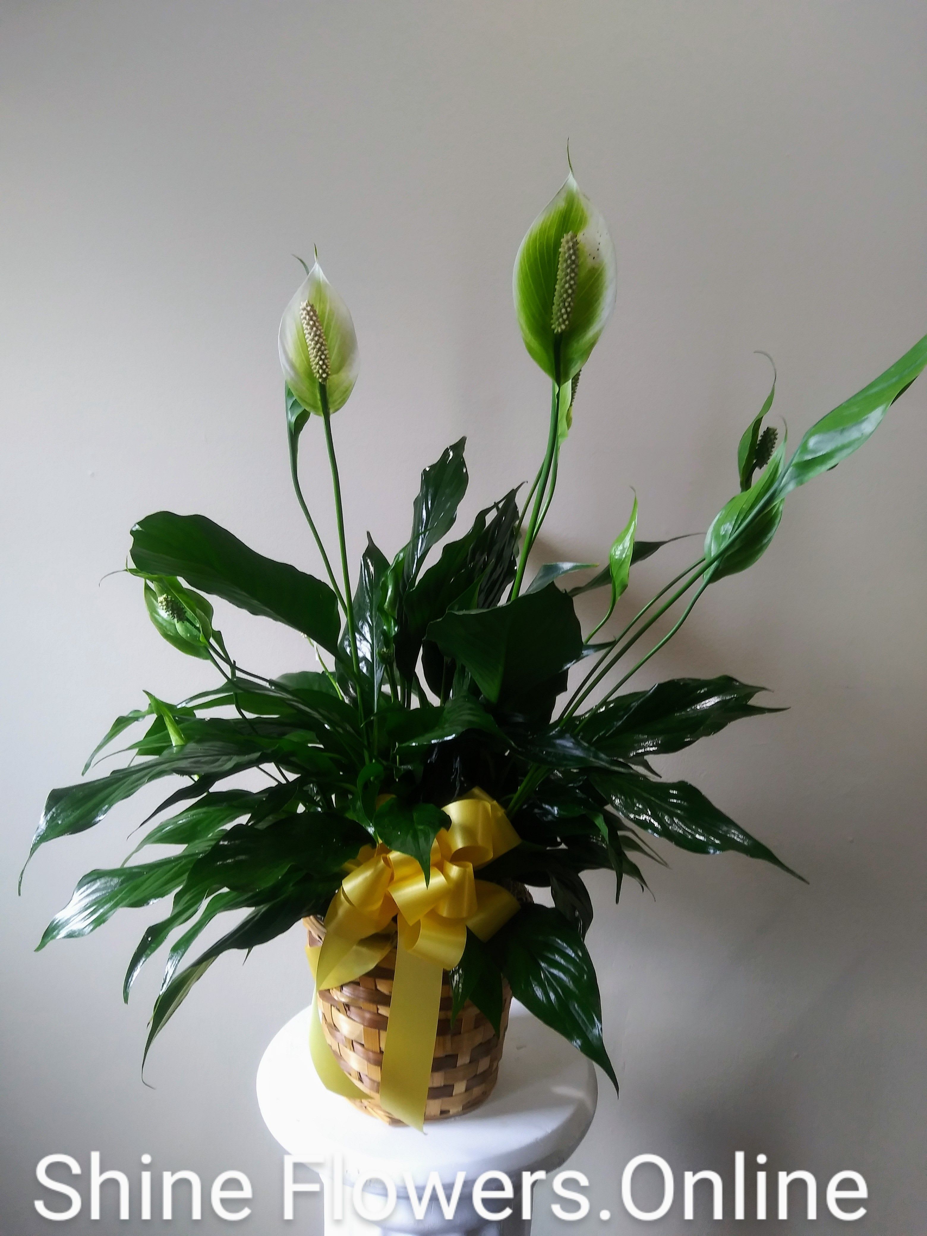 6" Peace Lilly Plant
