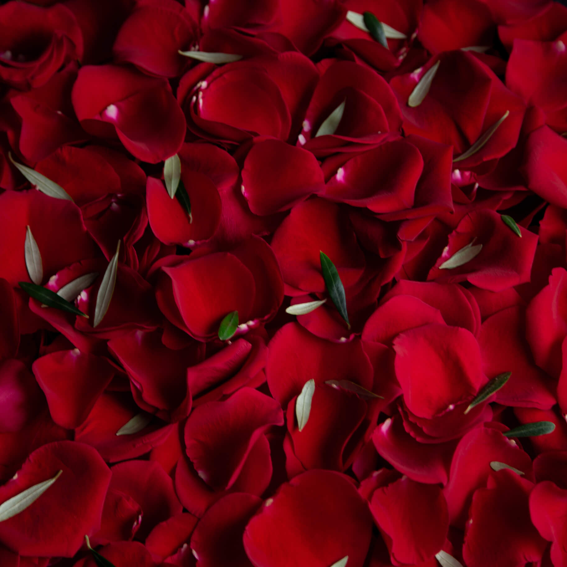 DESIGNER CHOICE-ANNIVERSARY