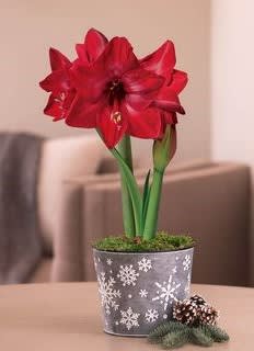 Amaryllis Plant