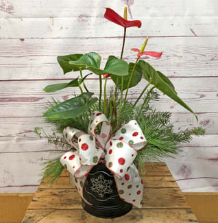 Holiday Dressed Anthurium