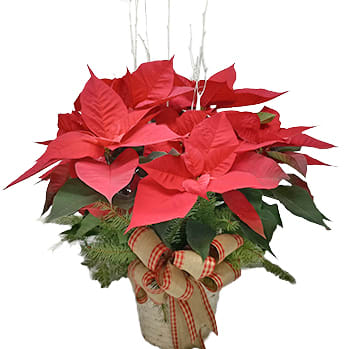 10" Red Poinsettia Flower Bouquet