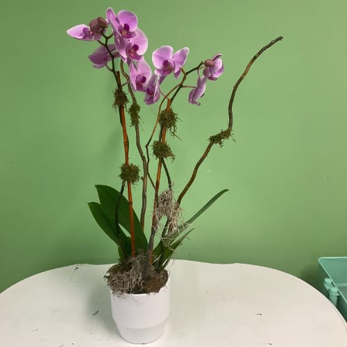 Shop All Flower Delivery Virginia Beach VA Flowers at Hilltop