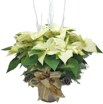 10" White Poinsettia Flower Bouquet