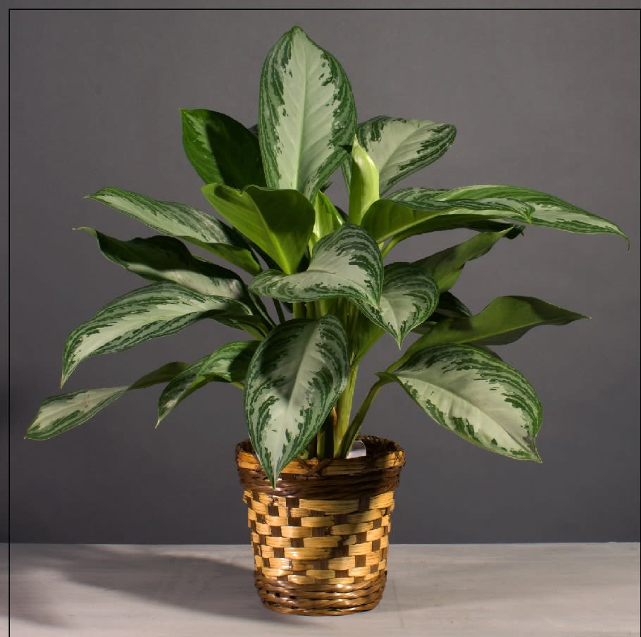 6" Chinese Evergreen
