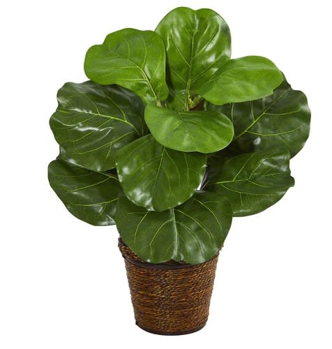6" Fiddle leaf fig