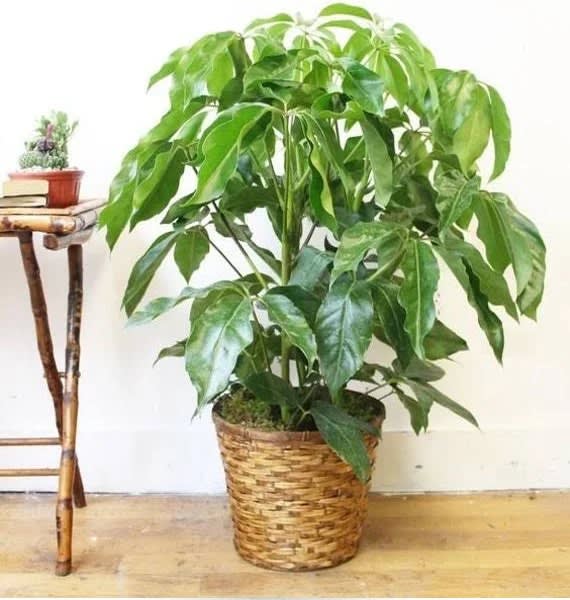 10" Amate Scheffelera