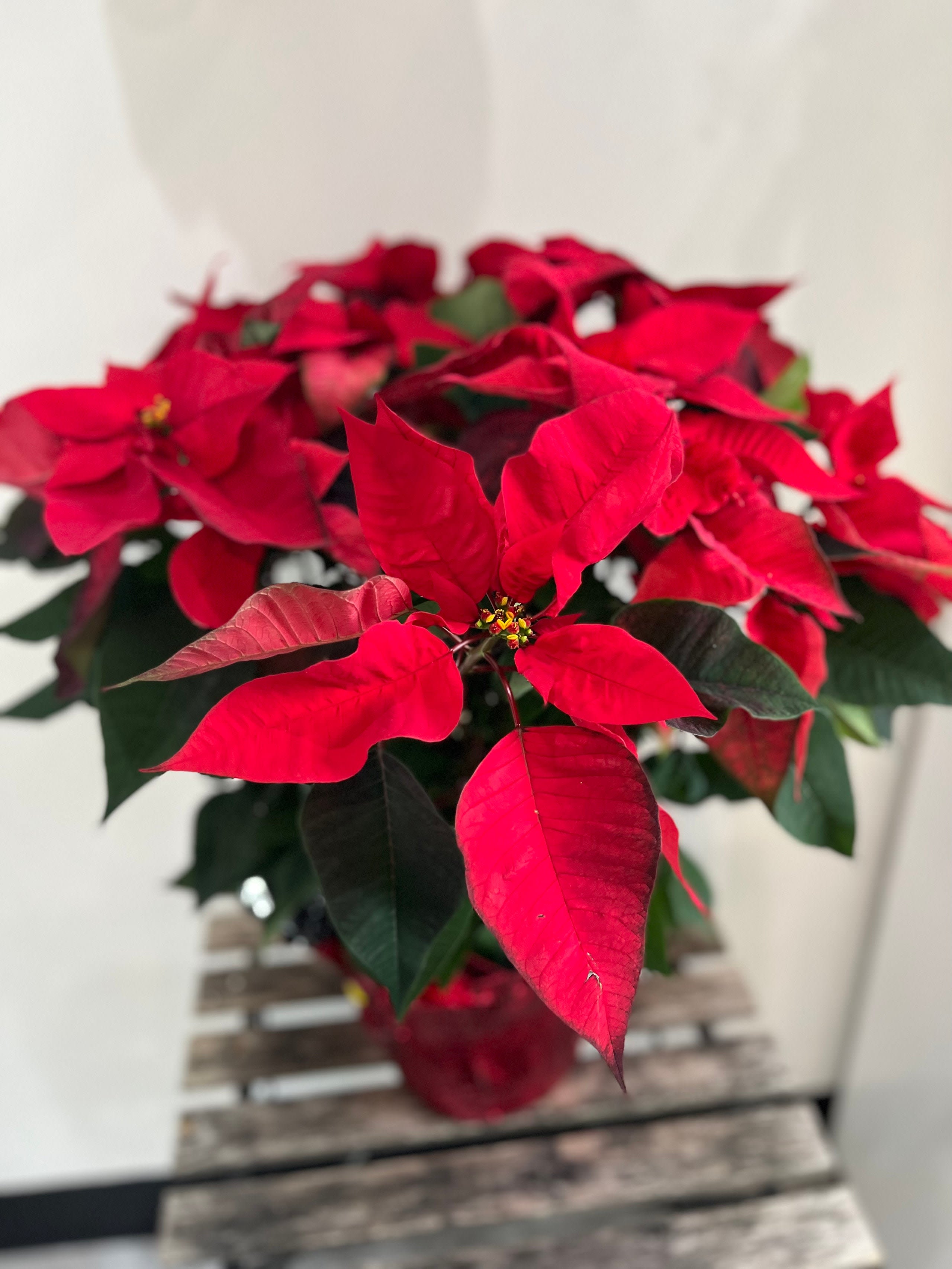 Red Poinsettia