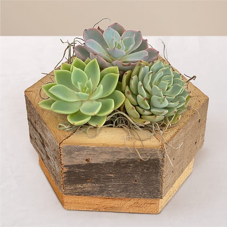 Zen Succulent Hexagon Garden Flower Bouquet