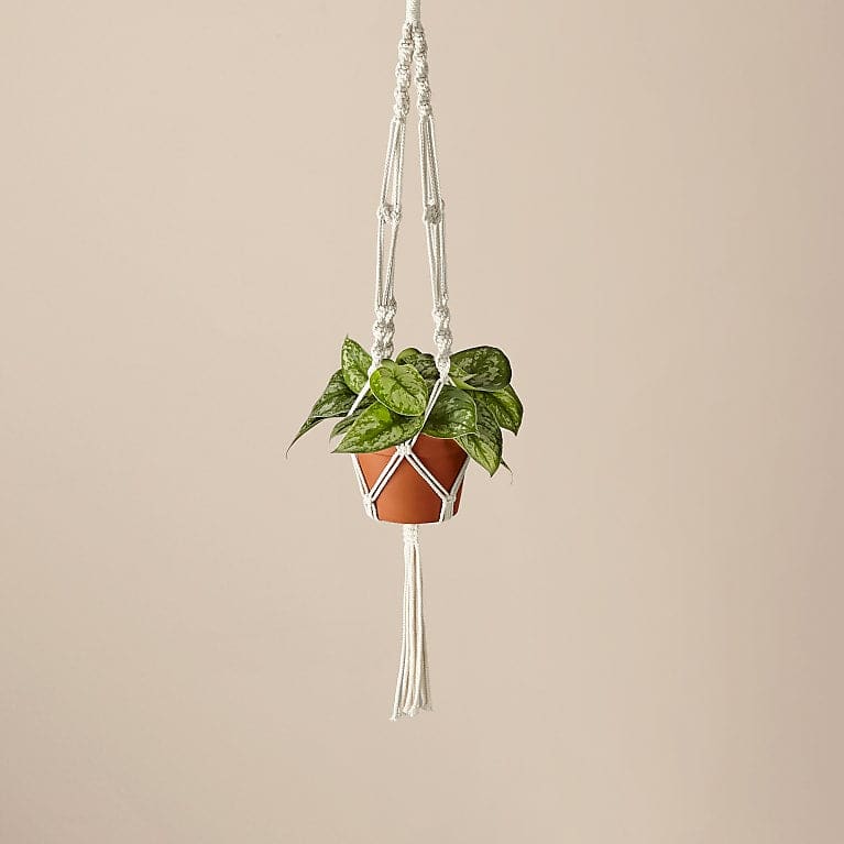 Silver Satin Pothos & Macrame Plant Hanger