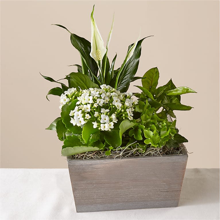 Peaceful White Garden