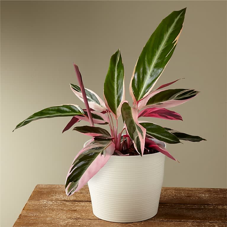 Calathea Stromanthe Triostar Flower Bouquet