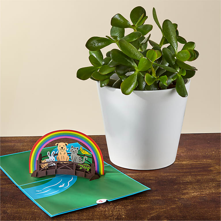 Jade Succulent & Rainbow Bridge Lovepop® Pop-Up Card Flower Bouquet