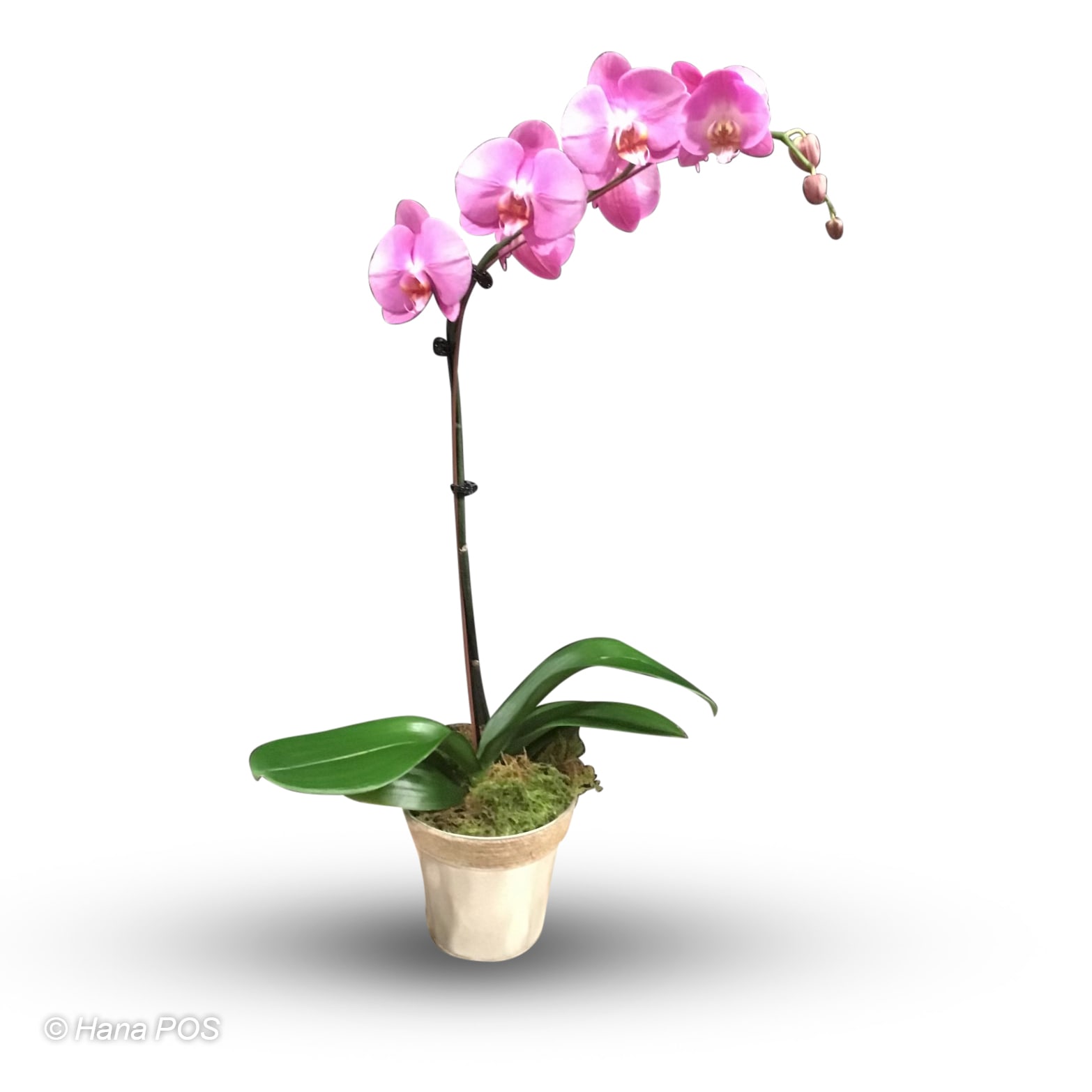 Pink Orchid Plant