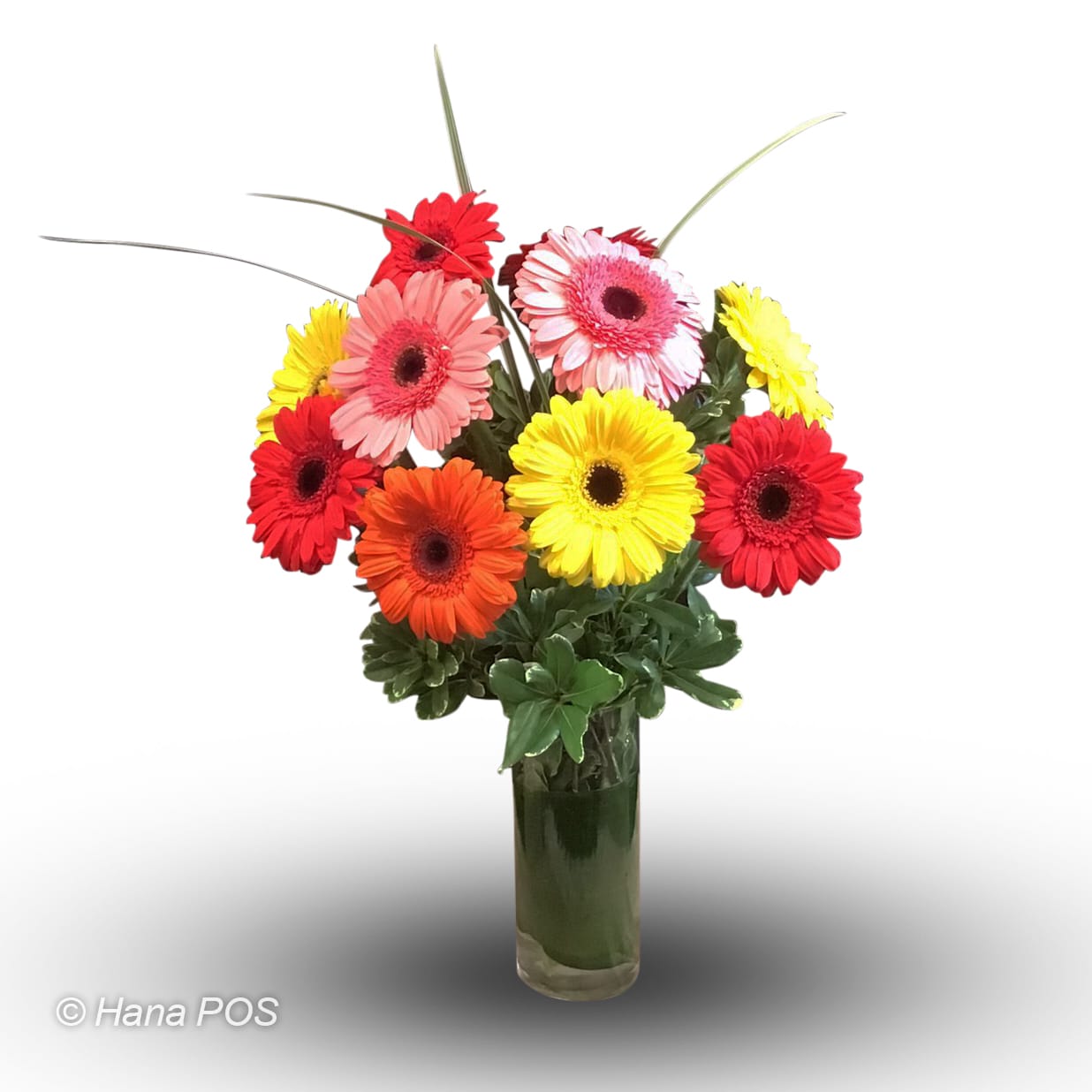 Gerbera Rainbow