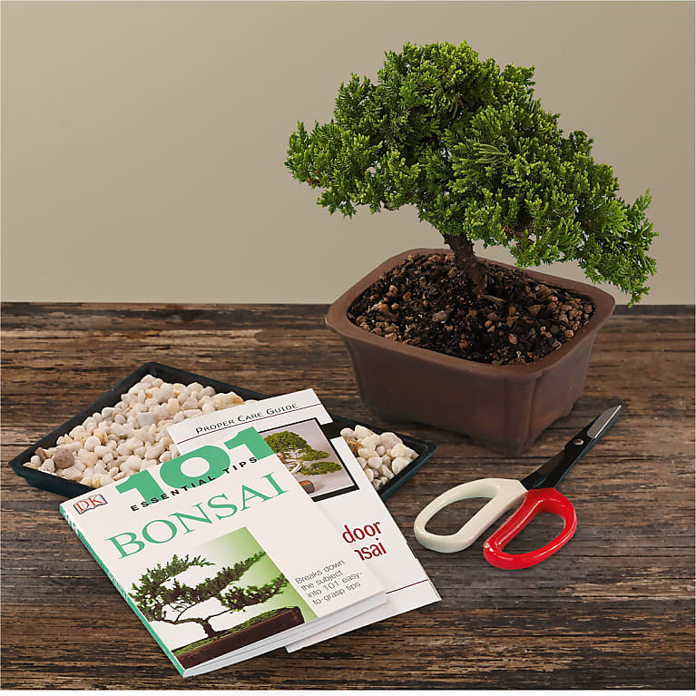 Bonsai Starter Kit