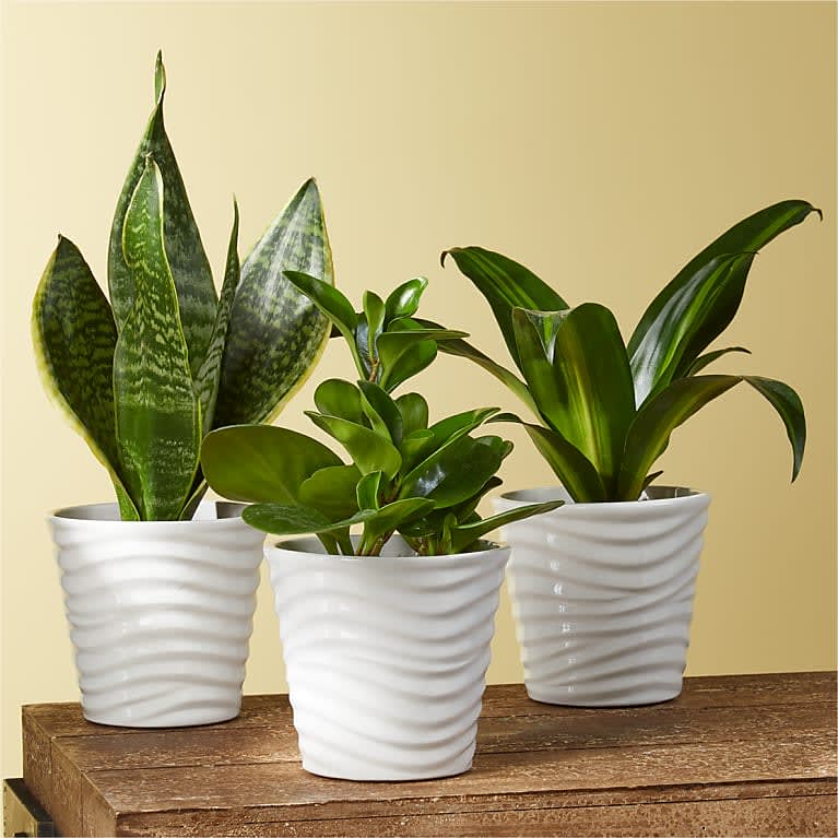 Clean Air Plant Trio