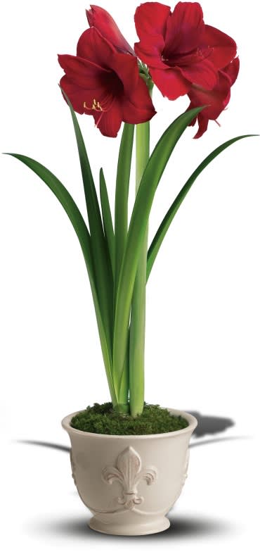 Merry Amaryllis Flower Bouquet