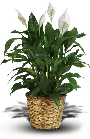Simply Elegant Spathiphyllum - Large Flower Bouquet