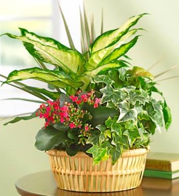 Blooming Dish Garden Flower Bouquet