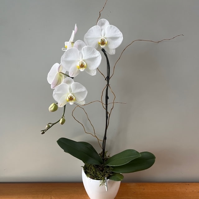 Large White Orchid in pot