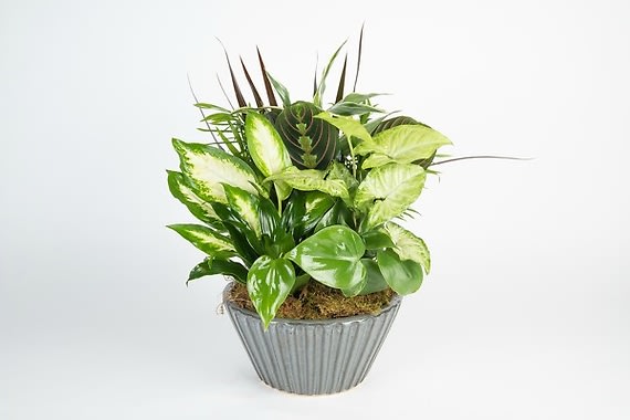 Dish Garden Flower Bouquet